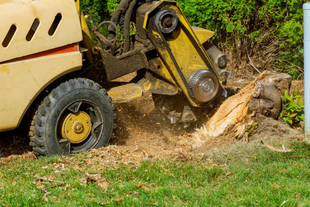 The Steps Involved in Our Tree Care Process in Santa Clara, UT